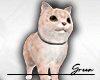 Fluffy Cat Pet