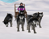 Dog Sled Team