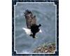 {0}bald eagle in flight