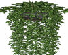O*Posh English Ivy plant