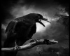The Raven 1