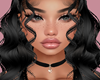 Canisse Black 2