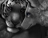wolf and tiger pic
