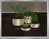 Goldern Plant