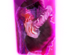 塞夫 Eternal Kiss