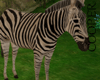!A zebra