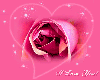 LG Pink Rose I Love You