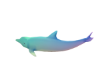 Flying Dolphine Fun