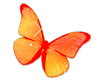 Butterfly 009