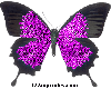 Violet butterfly