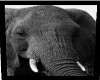 {CB}Elephant picture