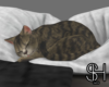 SH - Cat on Pillow
