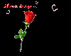 rose; i love you.