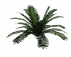 Tropical Plant