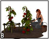 Picking Tomatoes Anim.