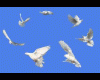 Animated Flying Birds