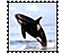 Killer Whale Stamp