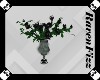 Black Rose Plant