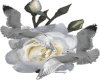 White Rose And Dove