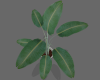 229 Derivable Plant