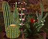 Cactus Types / Planter