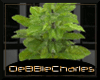 [DC] PLANT LARGE LEAF