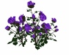 {LS} Purple Rose Bush