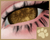 ~AM~ KittyFly BG Eyes v2