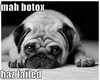 {D}Pug botox funny
