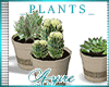 *A*  Potted Plants