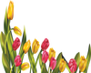 red /yelow Tulips