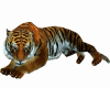 Tiger Amazon