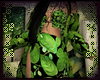 🌱 Leaf Bundle 10-11