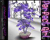 plante purple 2