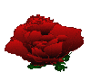 red animated rose