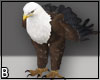 Bald Eagle FLy 1