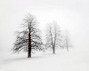 Winter Tree Scene 2