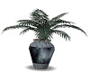 egypt plant 2