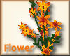 [my]Flower Clematis Oran