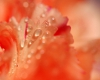 T4} PIC rose/orange