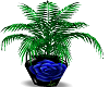 Blue Rose Vase Plant