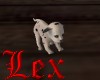 LEX - Dalmatian  puppy