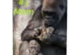 Monkey Mother's Day