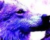 purple wolf love club