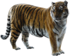Tiger - Transparent Bgrd