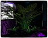 Black Purple plant set