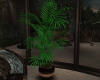 House plant - 2