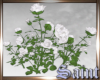 !S! White Rose Bush