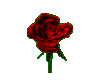 1 spining red rose