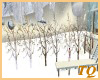 ~TQ~row of winter trees